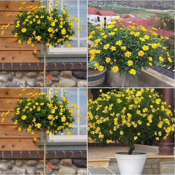 Hạt giống hoa cúc thân gỗ - cúc trường thọ- gói 50 hạt