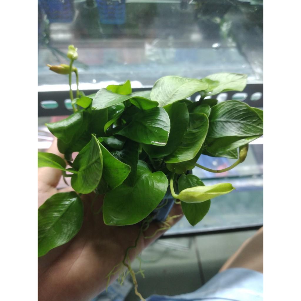 Ráy Lá Vàng/lá hoa cây thủy sinh dễ trồng không cần Co2