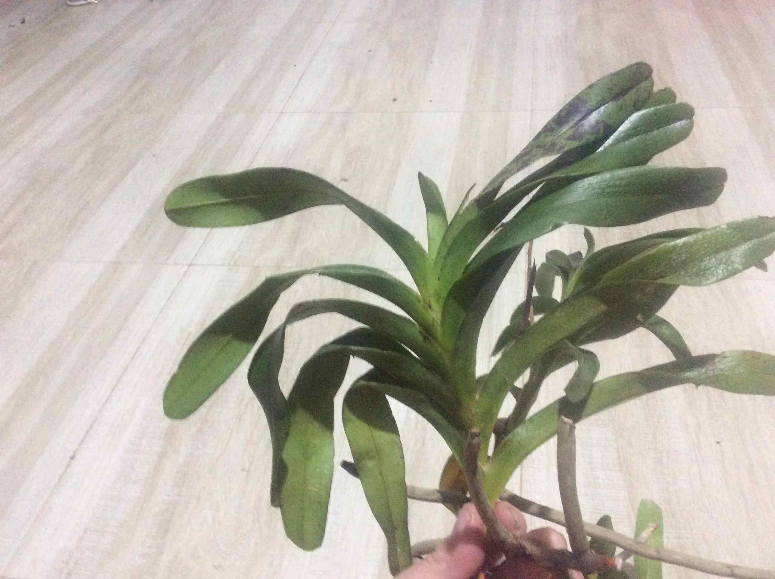 Quế trắng lá xếp đẹp cây cực đẹp