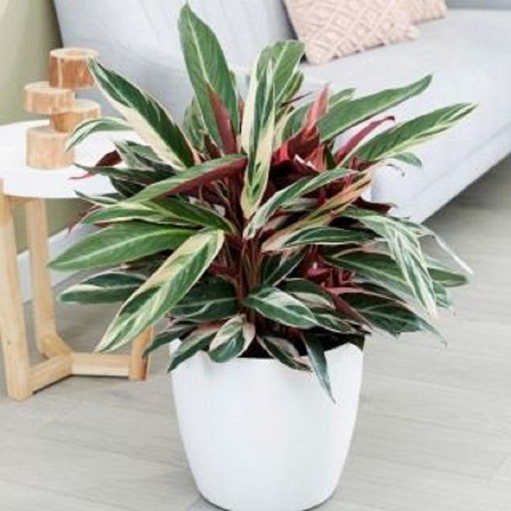 Cây giống chuối hoàng yến lá đỏ cẩm thạch
