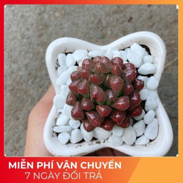 Chậu Kim Cương Đỏ