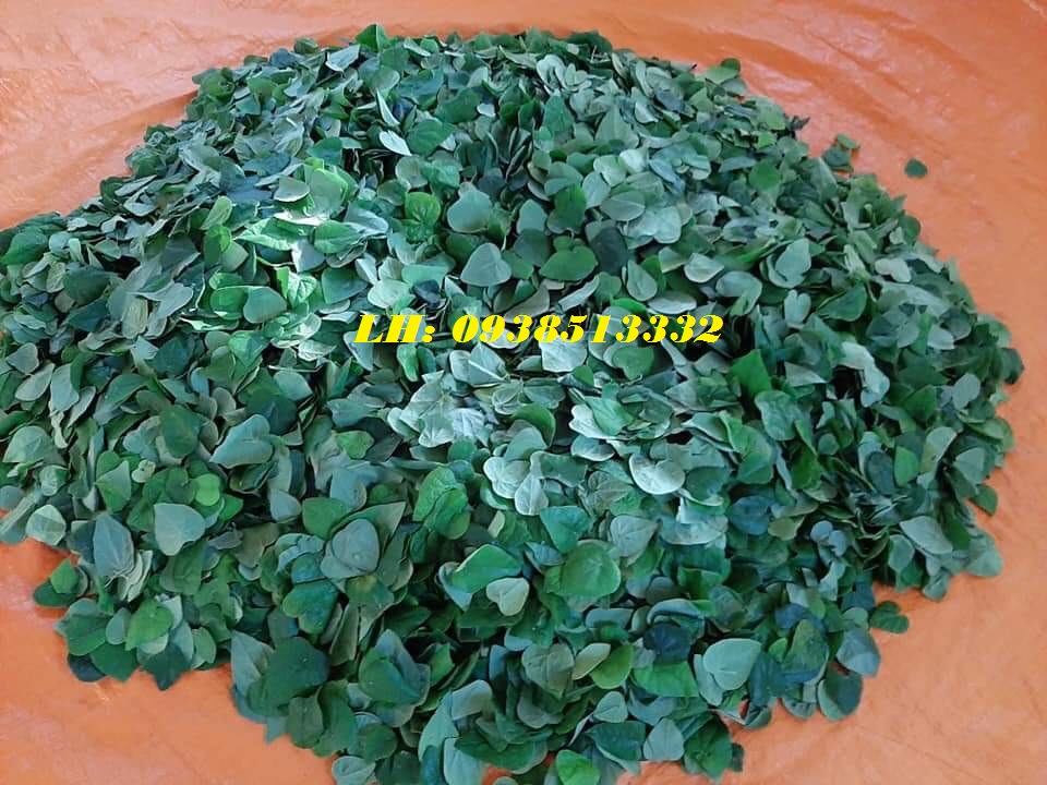 Hạt giống cây sương sâm lông rừng gói nảy mầm cao, lá to, dễ trồng trên mọi loại đất