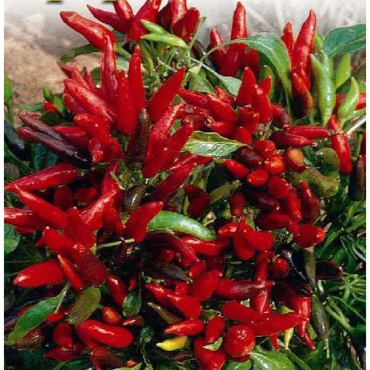 Hạt Giống Ớt Chùm Đỏ F1 - Ớt Siêu Cay 4 Mùa - Gói 100 Hạt