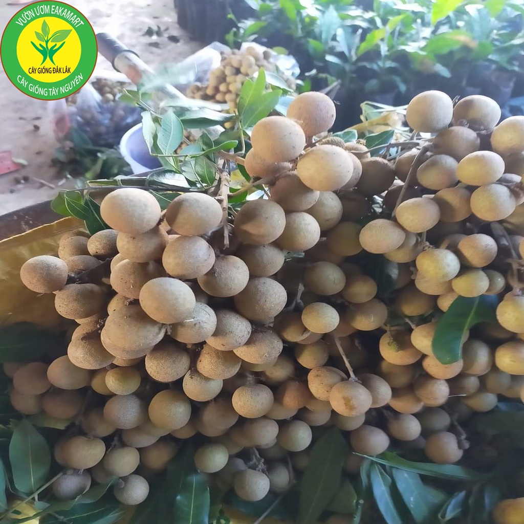 Cây giống Nhãn Không Hạt Thái Lan