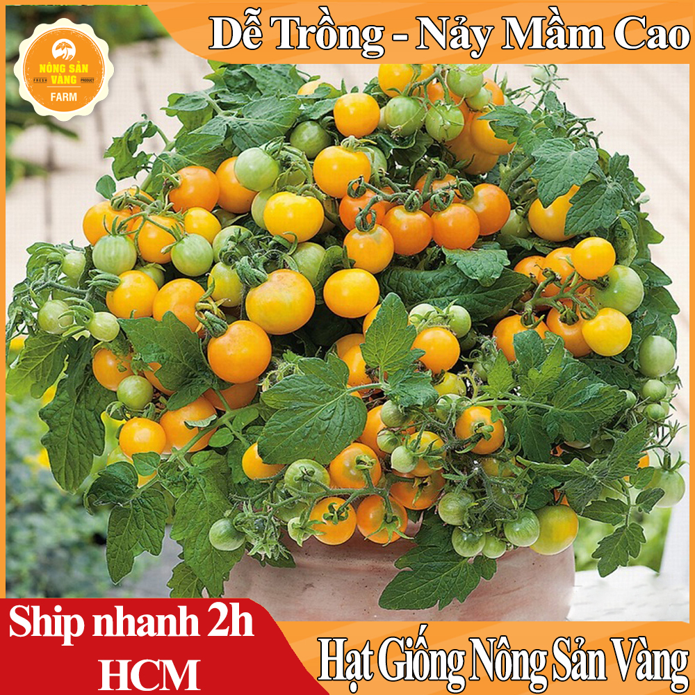 Hạt Giống Cà Chua Cherry Vàng, Hình Dáng Tròn Nhỏ Như Quả Cherry , Màu Vàng Pha Chút Cam Đẹp Mắt Nông Sản Vàng