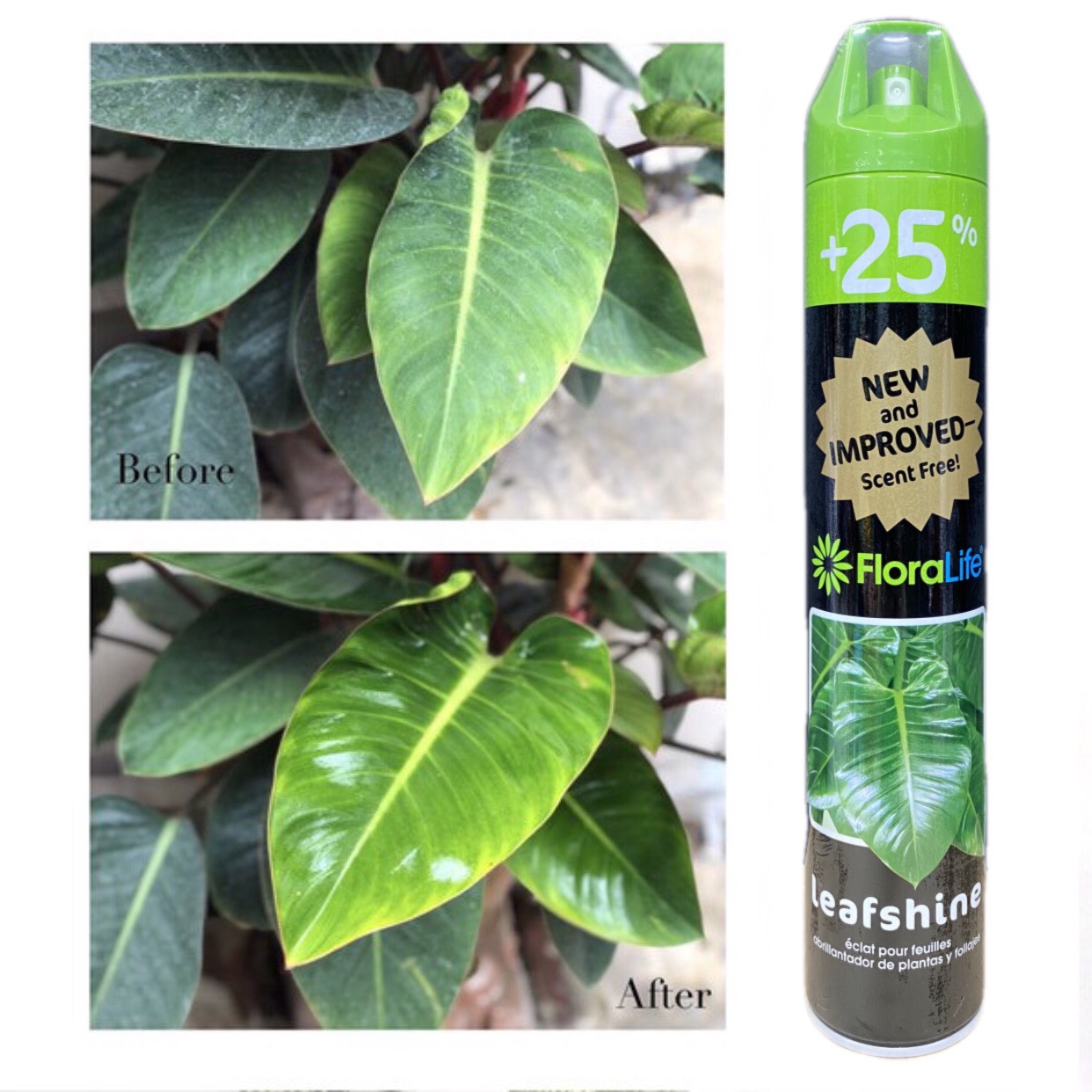 XỊT BÓNG LÁ FLORALIFE TỪ MỸ
