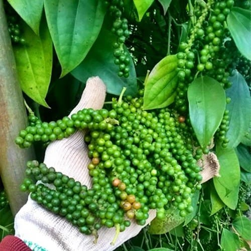 Tiêu giống ăn hạt