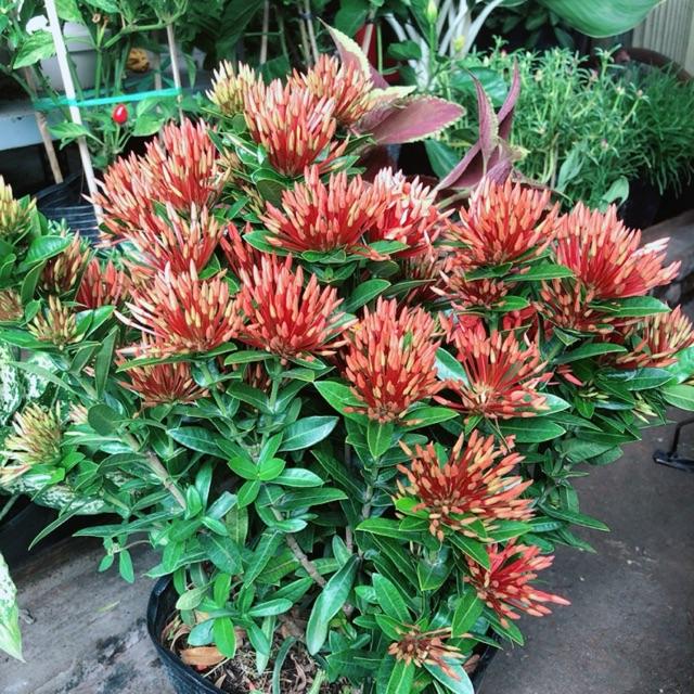 Cây trang thái đỏ