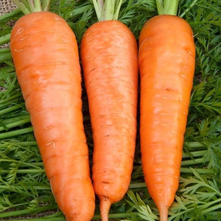 Combo 2 gói Hạt giống cà rốt chịu nhiệt f1- gói 100 hạt-tặng kèm gói phân bón lót