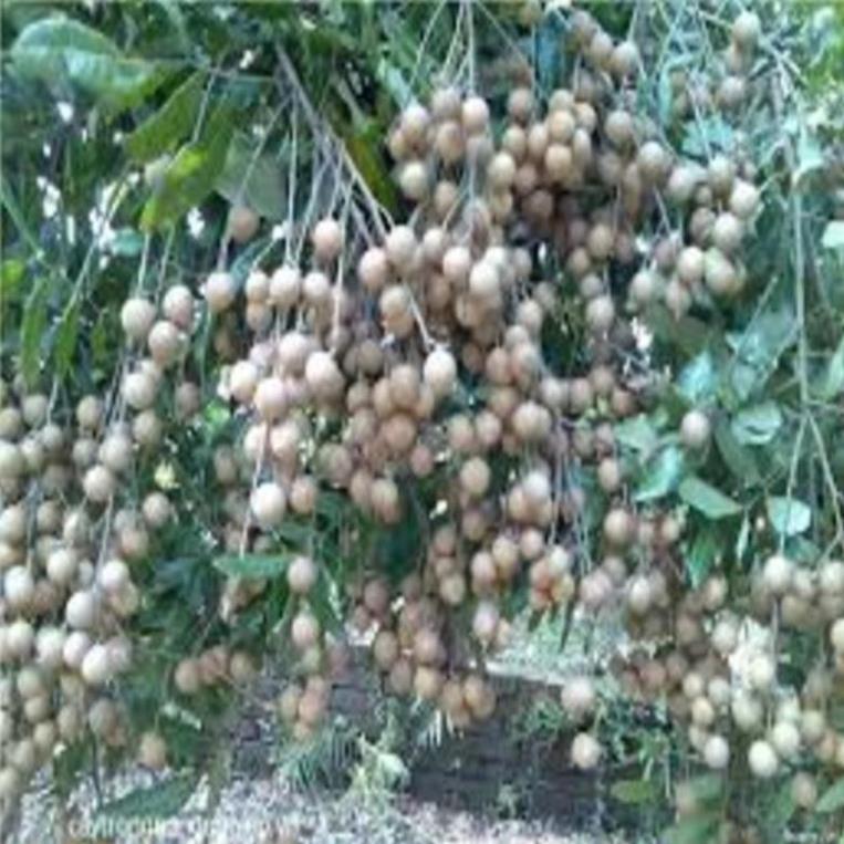 Cây giống nhãn lồng muộn cây giống chuẩn F1 cho năng suất cao