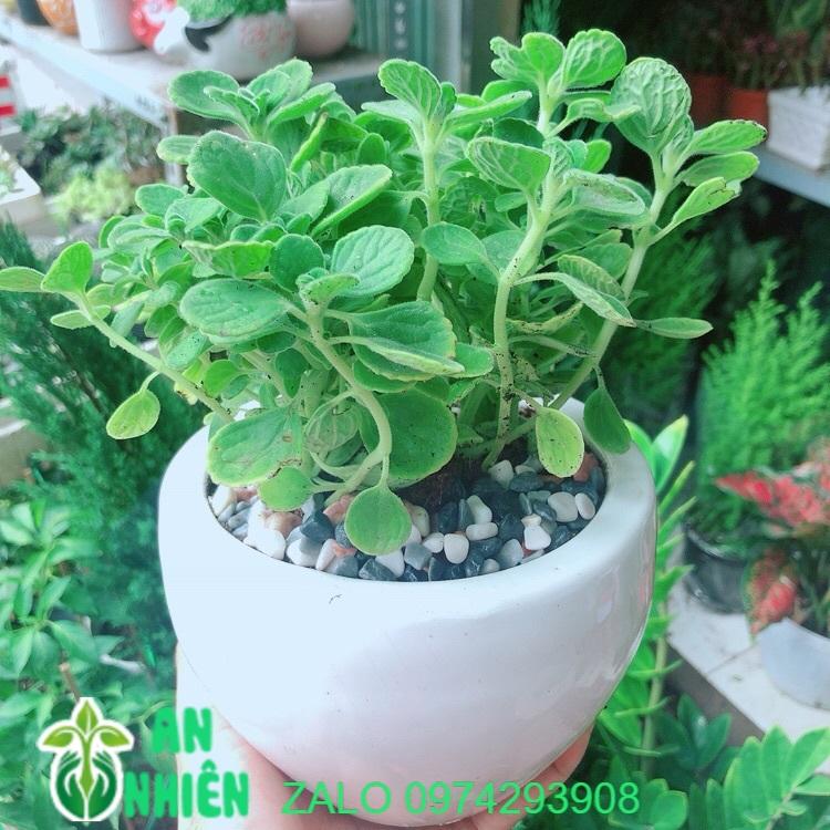 Chậu Cây Nhất Mạc Hương