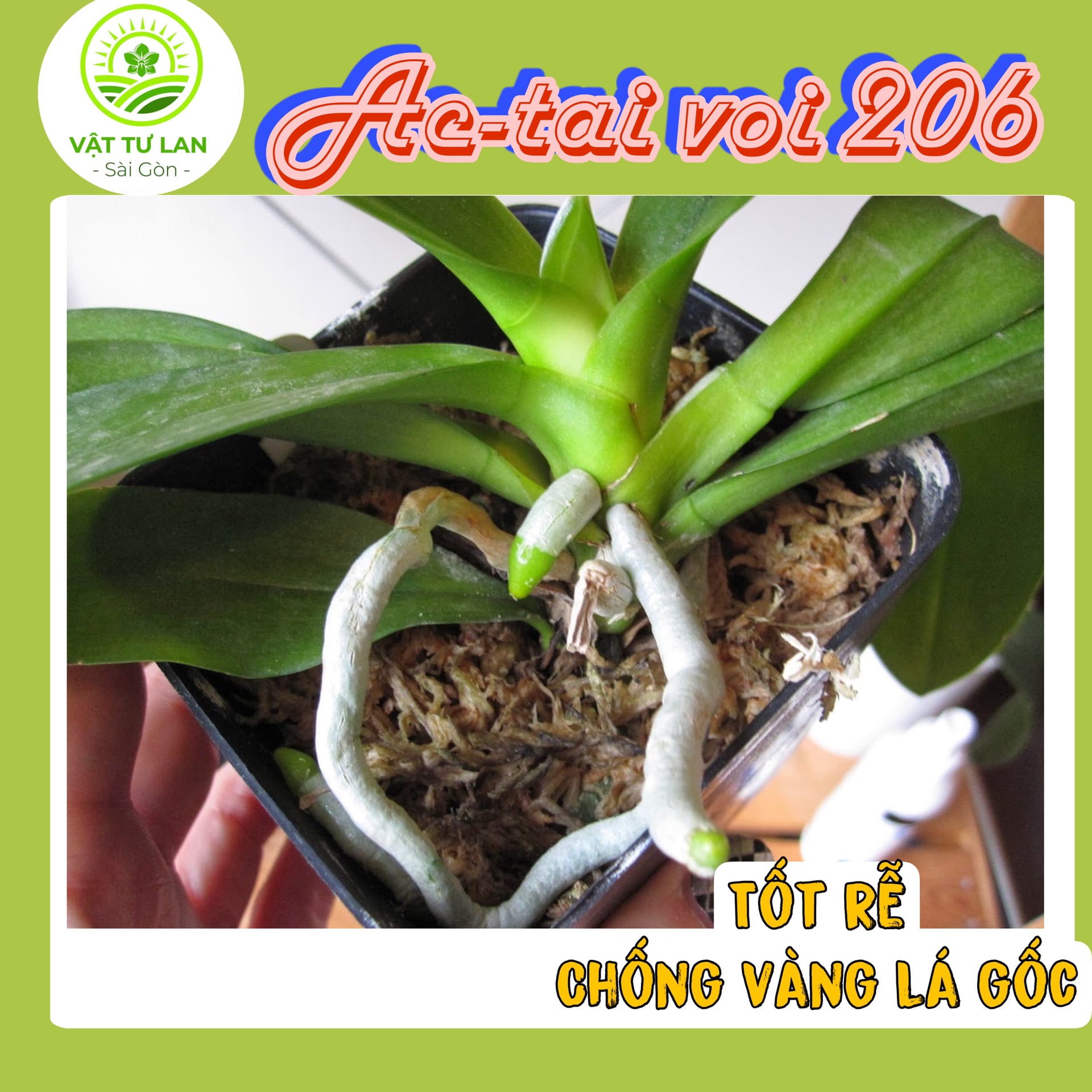 Phân Bón Vi Lượng AC-TAI VOI 206