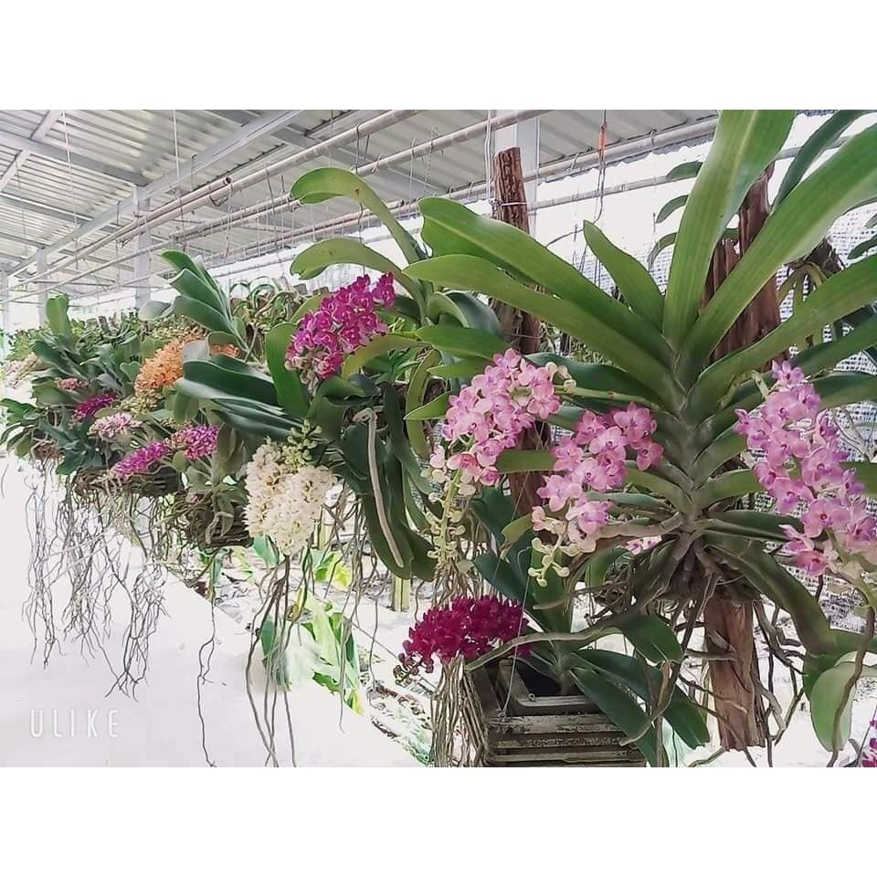 BỘ 3 LOẠI : KEO LIỀN DA CÂY MỸ TIẾN + SÁT KHUẨN NANO BẠC HÙNG NGUYỄN + TRỊ NẤMHÙNG NGUYỄN