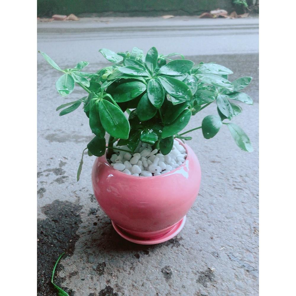 Chậu Cây Ngũ Gia Bì