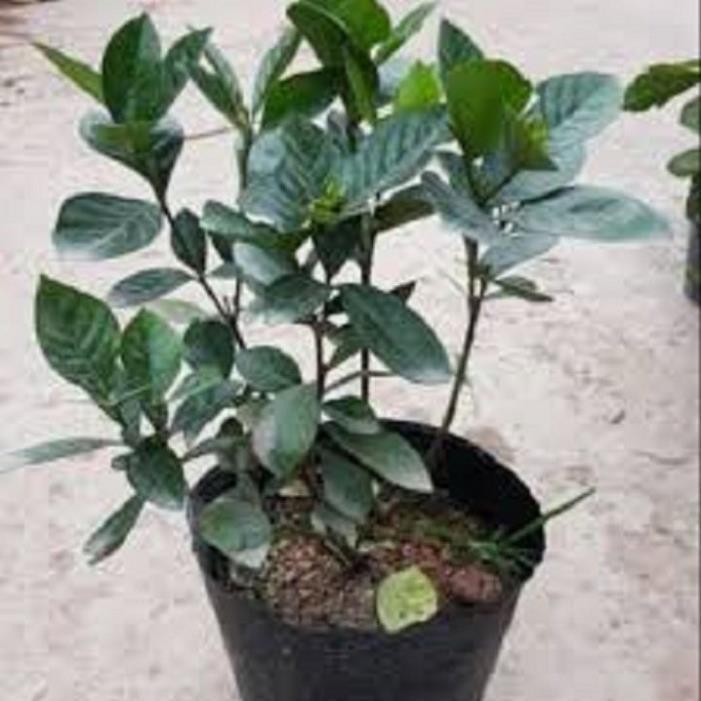 CHẬU HOA BẠCH THIÊN HƯƠNG TO