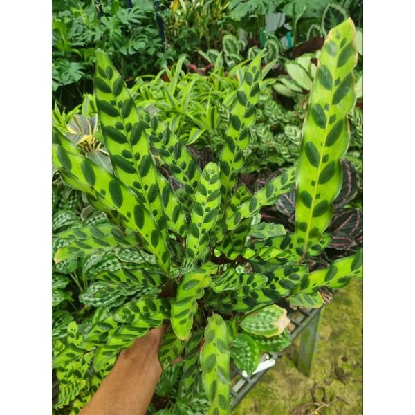 Chậu cây đuôi công phụng (Calathea lancifolia)