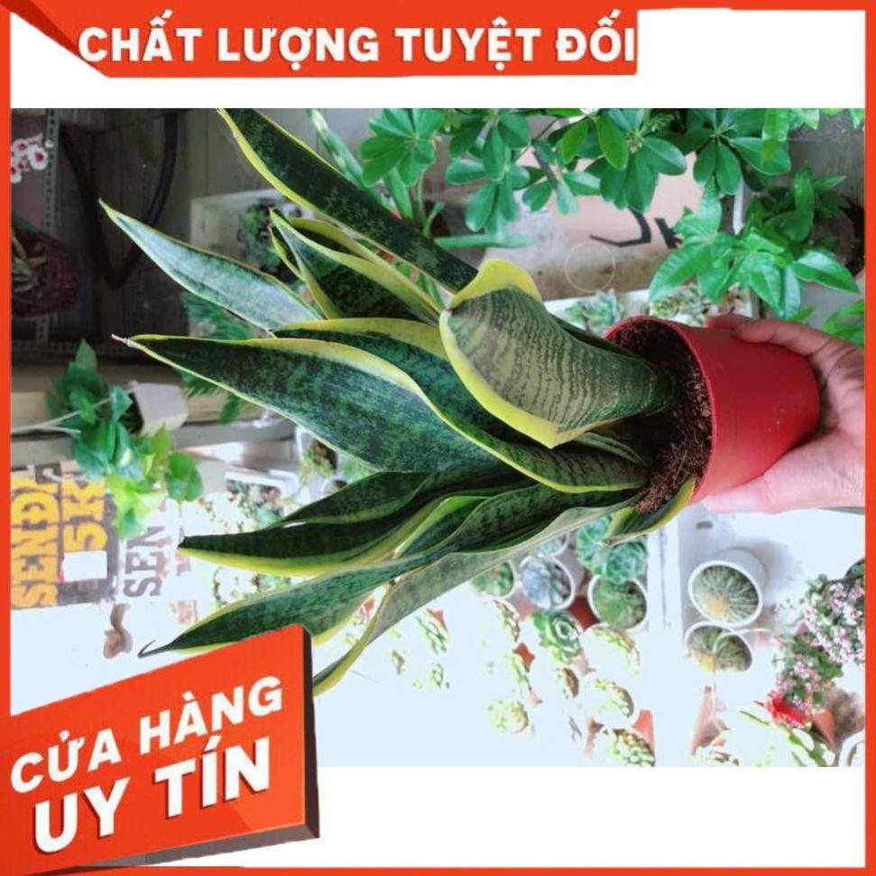 Cây lưỡi hổ Nhiều Người Mua