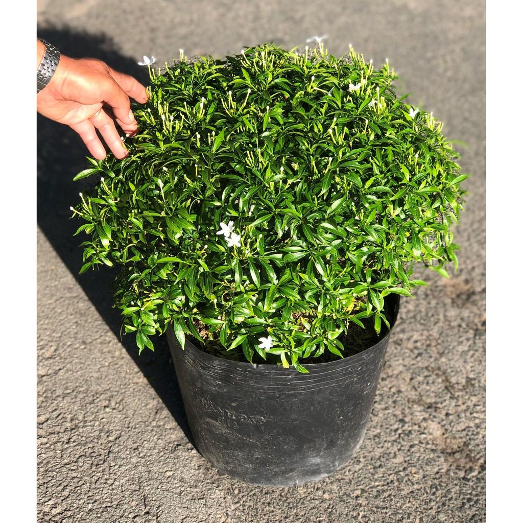 Chậu cây Mai Vạn Phúc gốc to tán rộng