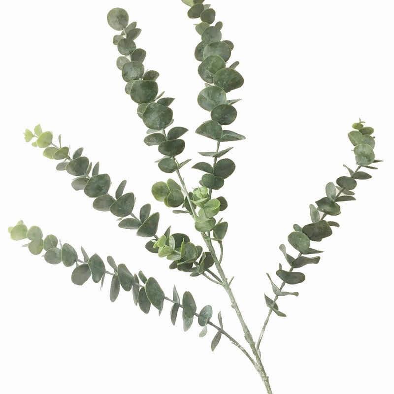 Cành lá táo cao su xịn