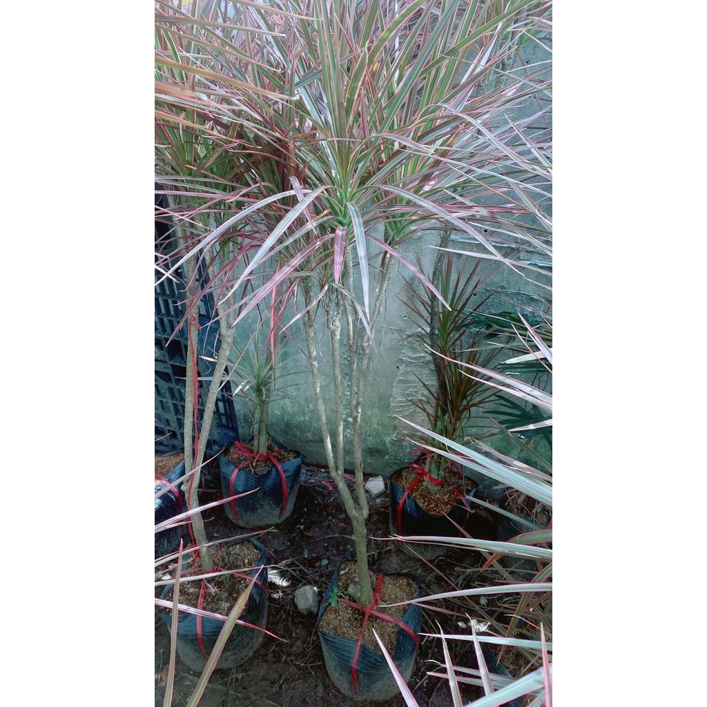 Cây Huyết Kiếm Hàng Lớn