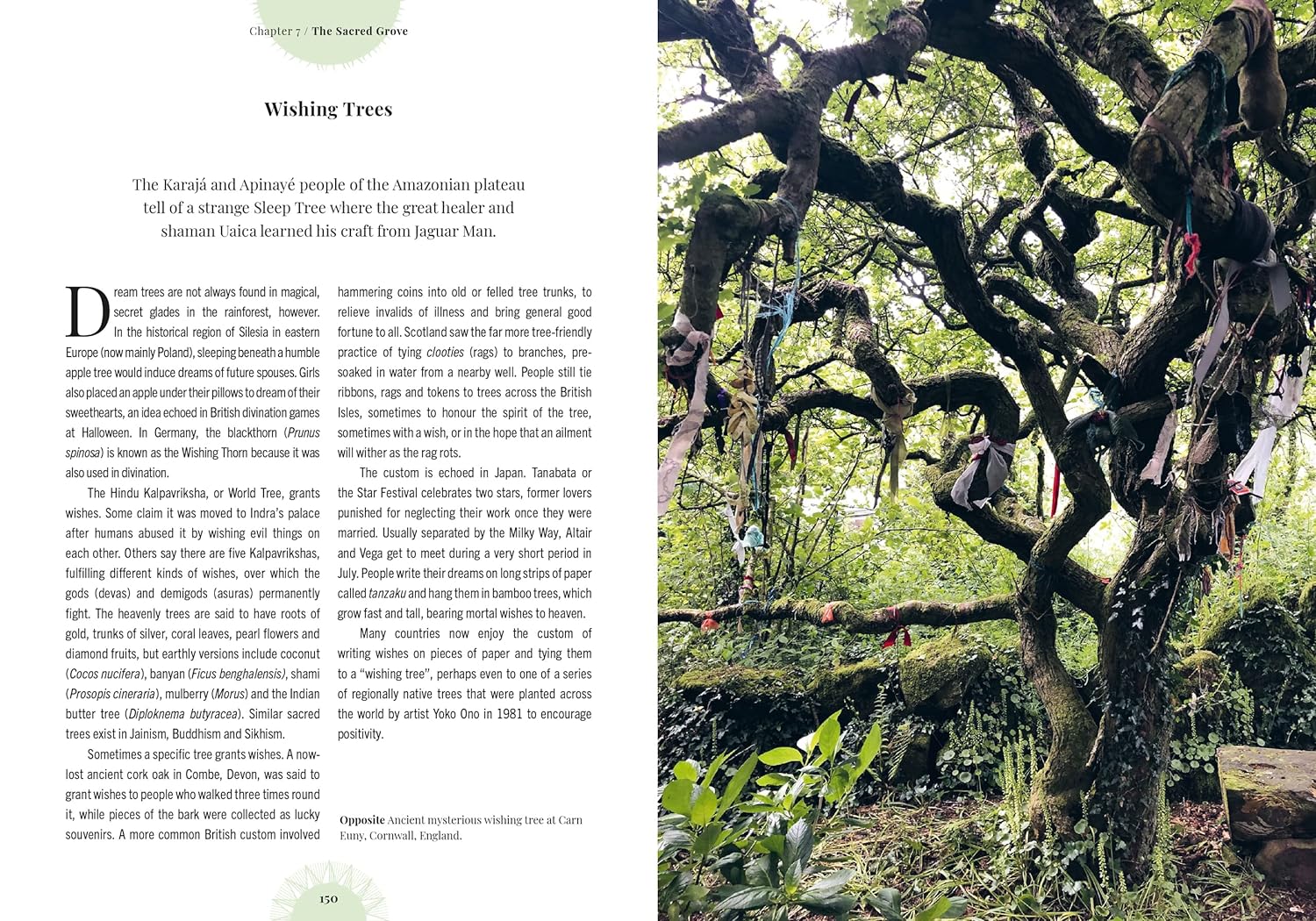 Kew - Witch's Forest