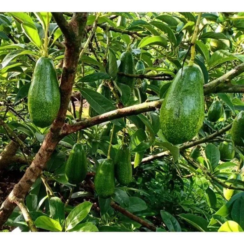 CÂY GIỐNG BƠ LÙN THANH SƠN SIÊU SỚM
