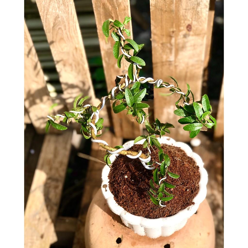 Chậu Bonsai cây ổi sẽ