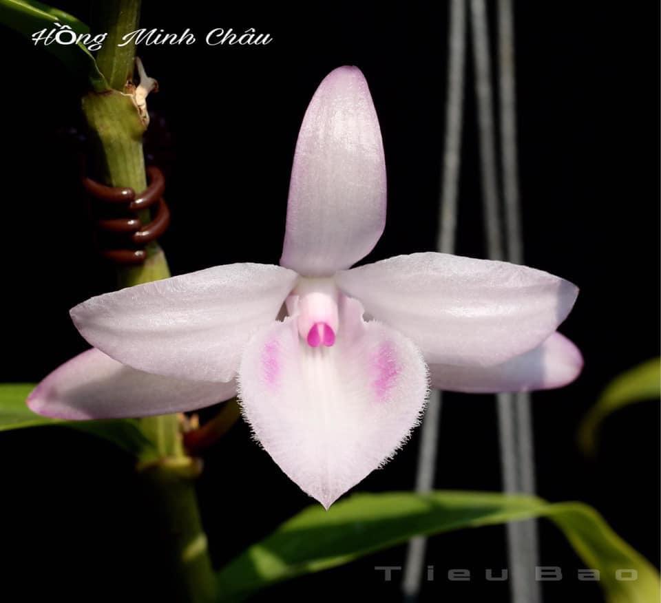 Phi điệp đột biến HỒNG MINH CHÂU chuẩn giống cam kết chất lượng