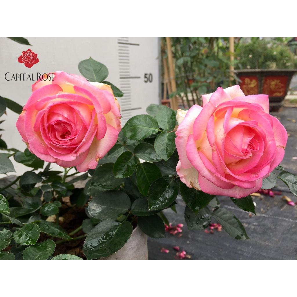 Hoa hồng ngoại Monaco Rose siêu đẹp