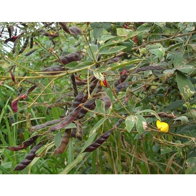 Hạt Giống đậu chiều, đậu săng, CT74- Gói 20gram