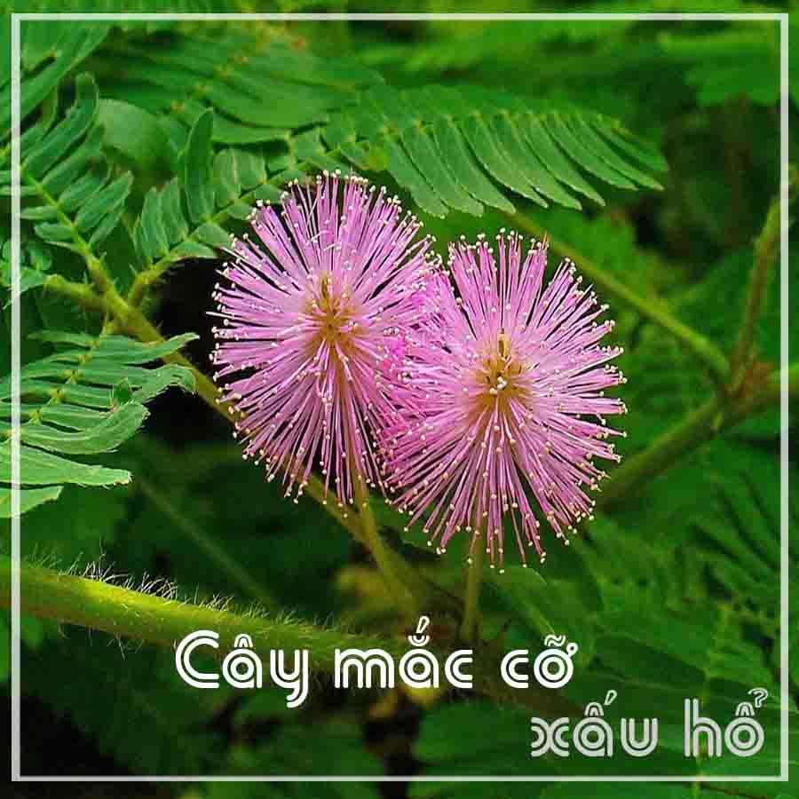 Cây Mắc Cỡ (Xấu Hổ) khô 500gram