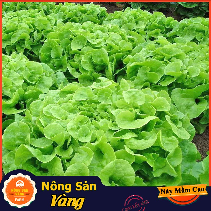 Hạt giống Xà Lách Xoăn Xanh ( Gói 5 Gram ) - Nông Sản Vàng