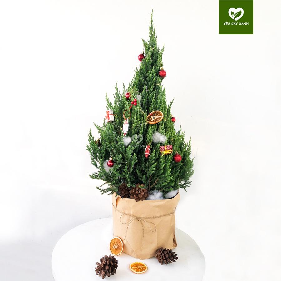 Cây Sơn Tùng Noel + TẶNG kèm giấy Kraft khổ lớn trang trí cây