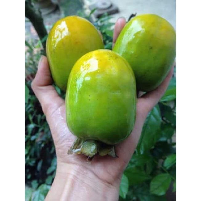 CÂY GIỐNG HỒNG Giòn GIA THANH