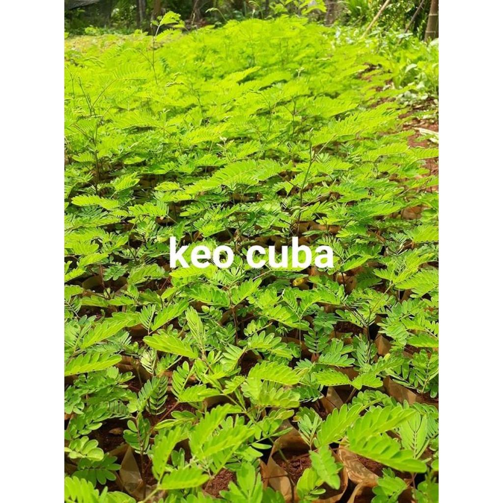 HẠT GIỐNG KEO CU BA .