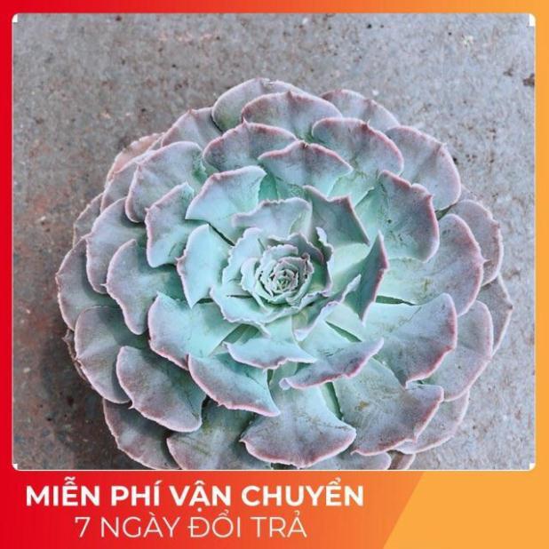 Sen Bắp Cải Tím