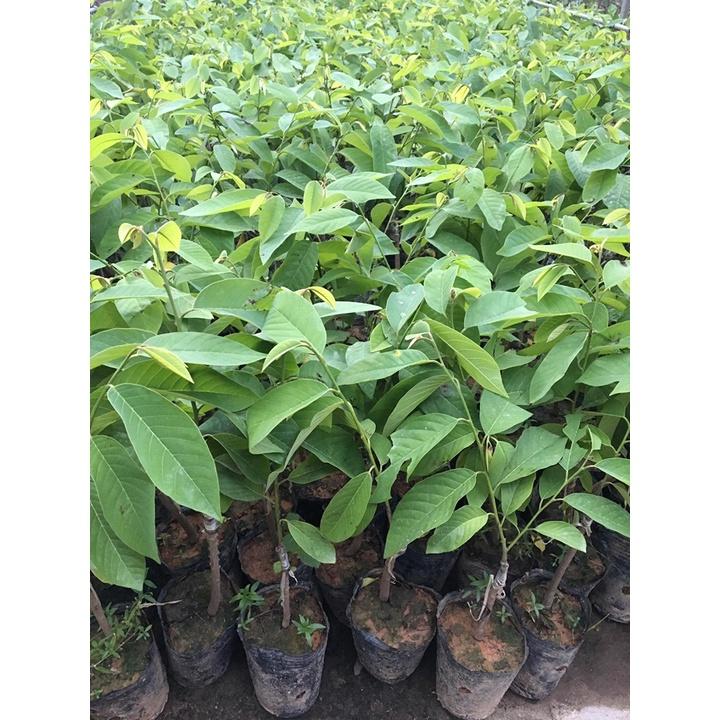 CÂY GIỐNG NA DỨA .