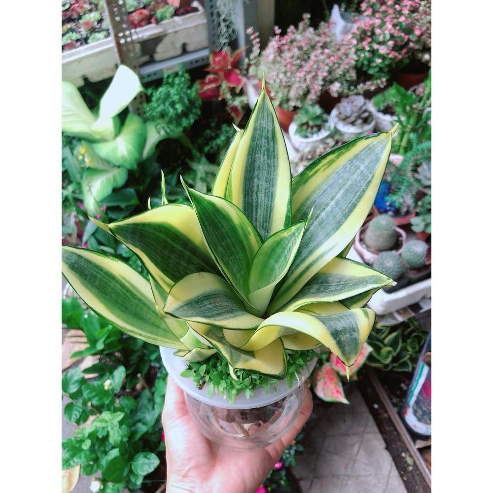 Chậu Lưỡi Hổ Thái Thủy Canh