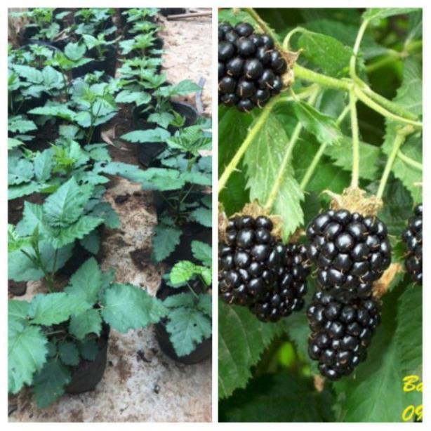 CÂY GIỐNG MÂM XÔI ĐEN  CÂY NHỎ NHẬP KHẨU SIÊU QUẢ DÒNG QUẢ SỚM- CAM KÊT GIỐNG CHUẨN F1