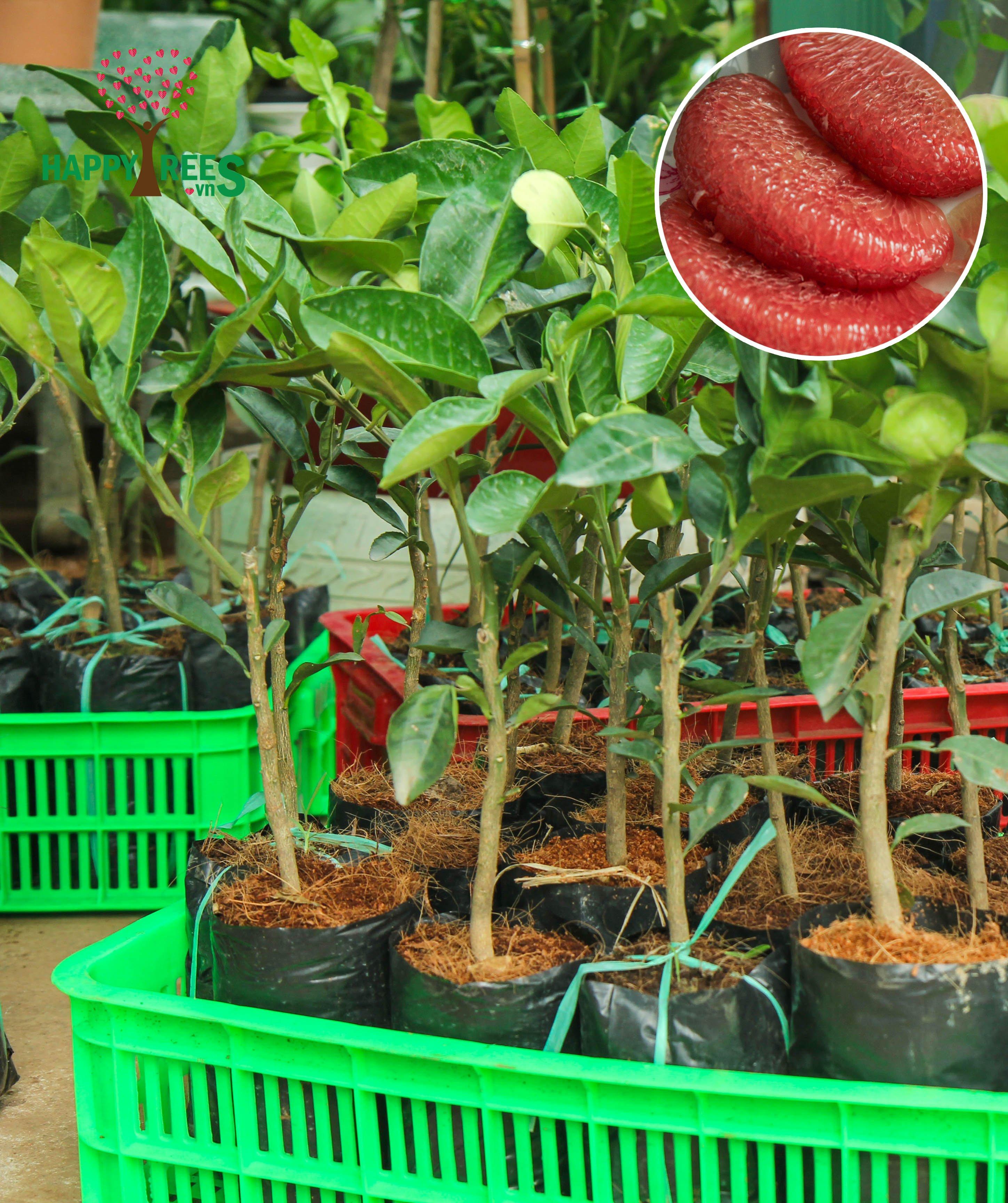 CÂY GIỐNG BƯỞI RUBY THÁI LAN SIÊU NGON SIÊU QUẢ- CAM KÊT GIỐNG CHUẨN F1