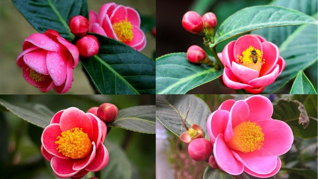 Hoa hải đường - CHẬU LỚN, ĐANG NỤ, CHƠI TẾT