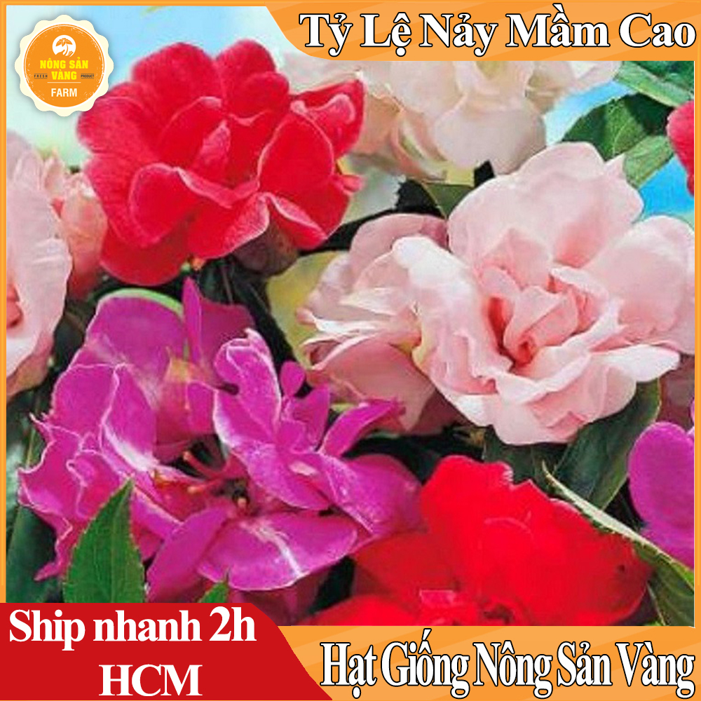 Hạt Giống Hoa Móng Tay Kép Mix Màu, Hoa Nở Lâu Tàn, Màu Sắc Rực Rỡ, Tươi Sáng - Nông Sản Vàng
