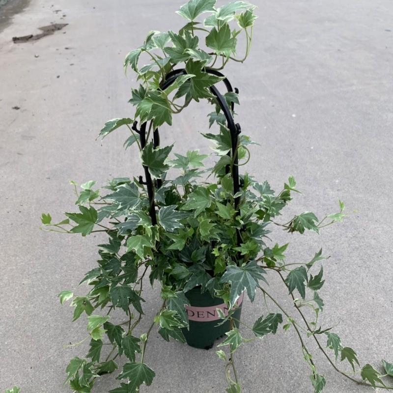 Giỏ thường xuân cẩm thạch để bàn xum xuê lá cực đẹp, cây cảnh nội thất xanh tươi quanh năm trồng ban công và treo tường