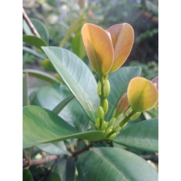 Cây Giống Cherry Brazil Nhiệt Đới - Cây to khỏe cao 80cm