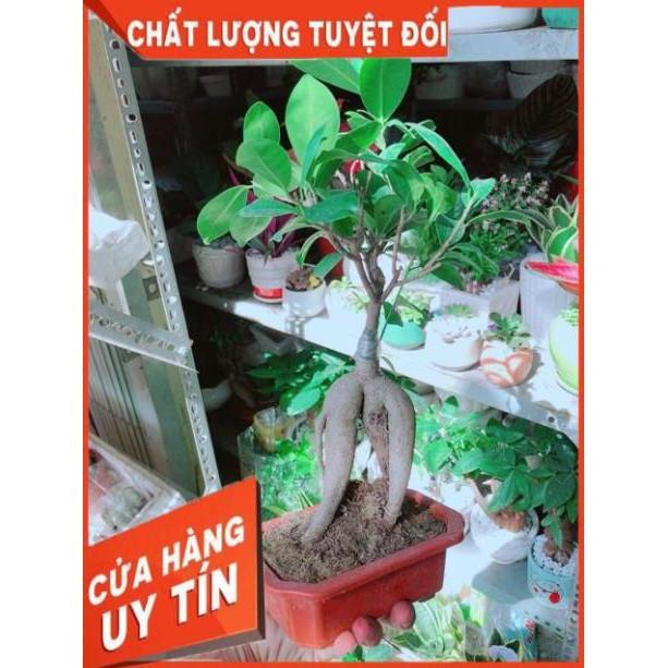 Chậu Si Bonsai