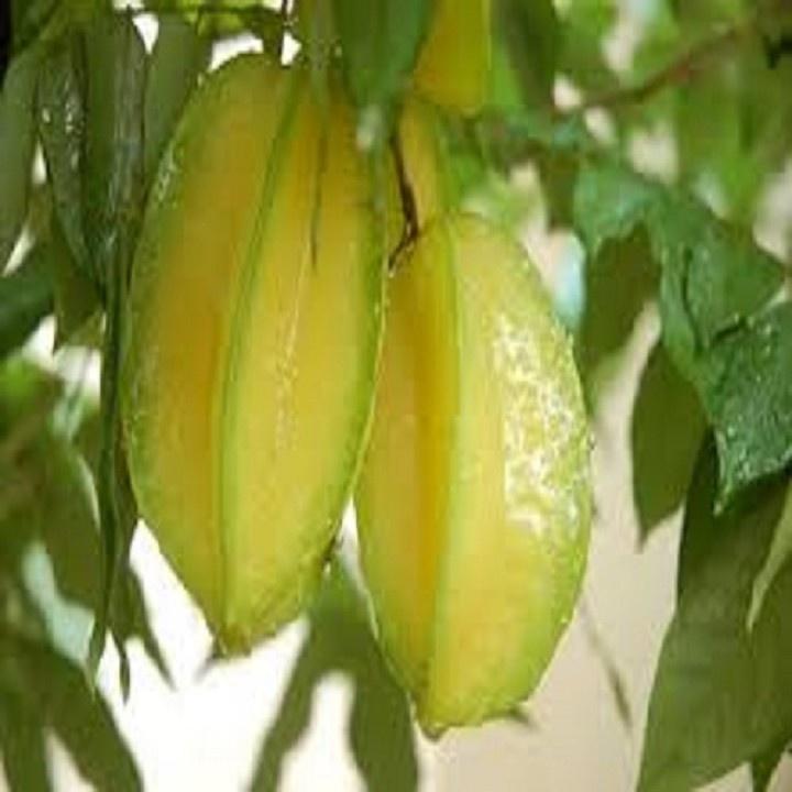 CÂY GIỐNG CÂY KHẾ CHUA