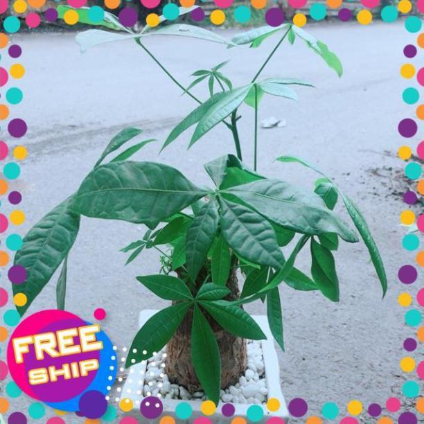 Chậu Kim Ngân 1 Thân Size Lớn