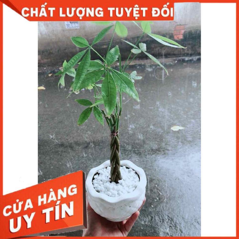 Chậu Kim Ngân 5 Thân Nhiều Người Mua