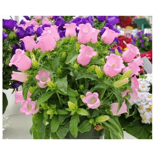 HẠT GIỐNG HOA CHUÔNG LÙN MIX