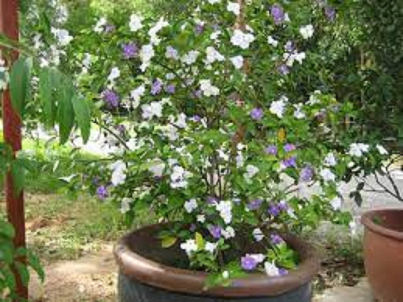 Com bo 3 hoa nhài nhật tím đổi màu, cây giống gửi đi nguyên bầu